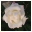 Rosa bianca di Marisa